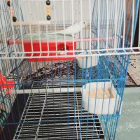 مرغ عشق چهارصدوسی تومن