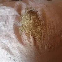 2تن کاه نخود نرم