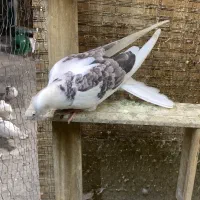 کبوتر ابلغ تیکه پاره جوجه کفتر نر و ماده پشت سرور|پرنده|تهران, دولاب|دیوار