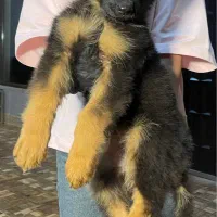 سگ ژرمن شپرد