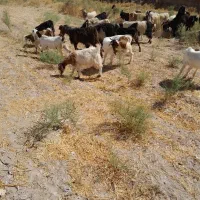 خریدبز وبزگاله گوشتی