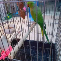 طوطی ملنگو نر|پرنده|شهریار, شهرک امیریه|دیوار