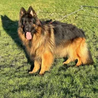 واگذاری توله ژرمن شولاین کینگ سایز ۳ ماهه