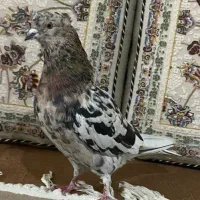 کبوتر غریب گیریی