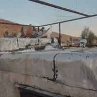 کبوتر شب بازی|پرنده|شیراز, تندگویان|دیوار