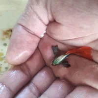 گوپی دامبو رد تیل ماهی