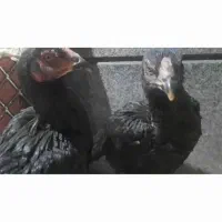 فروش جوجه مرغ اشاملو