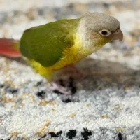 گرینچیک آناناسی