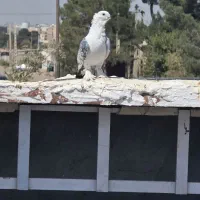 کبوتر بلژیکی|پرنده|رباط‌کریم, رباط‌کریم|دیوار