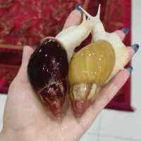 فروشگاه زونیلند