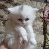 گربه|گربه|تبریز, |دیوار