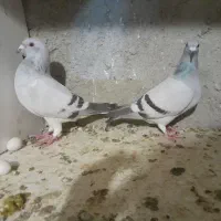 کبوتر شامی دلبر