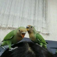 جوجه کوتوله