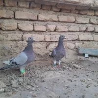 مجسمه|مجسمه، تندیس، ماکت|زابل, |دیوار