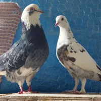 پرنده پرشی