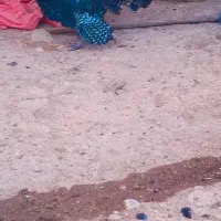 بوقلمون|حیوانات مزرعه|اندیمشک, |دیوار