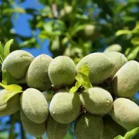 عرضه نهال بادام شکوفه|خدمات باغبانی و درختکاری|نمین, |دیوار