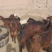 فروش بز آبستن