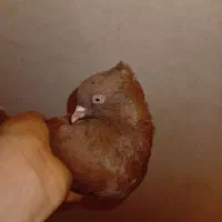 کفتر نرو ماده