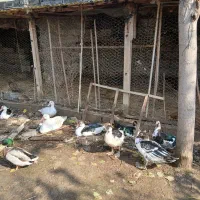 اردک هلندی یا اسرائیلی