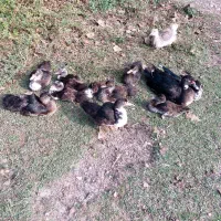 اردک اسراییلی سه ماهه|حیوانات مزرعه|شاندرمن, |دیوار