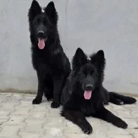 ژرمن|سگ|تهران, پاسداران|دیوار