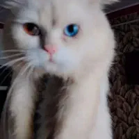 واگذاری گربه رایگان