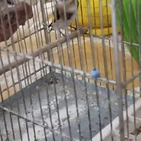 سهره باغی یک سال قفس