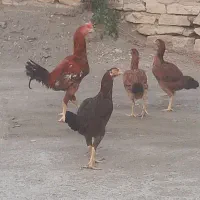 مرغ وخروس لاری