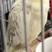 عروس هلندی مولد