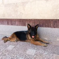 سگ ژرمن|سگ|مشهد, امیریه|دیوار