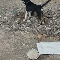 توله
