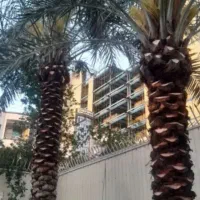 بریدن نخل هرس نخل گرته لقاح سمپاشی تقویت گردافشانی