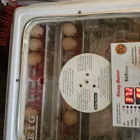 تخمه مرغ از نجات برهما  دونی 120تومان