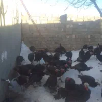 بوقلمون برنز|حیوانات مزرعه|سارال, |دیوار