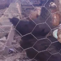 تعدادی جوجه ۴ ماهه و ۱۴ جفت مسافتی وبهبهونی