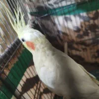 عروس لوتینو