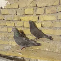 پرشی تضمینی