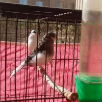 قناری گلاستراورجینال|پرنده|اصفهان, باغ نگاره|دیوار