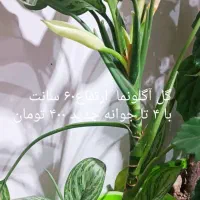 گل طبیعی اپارتمانی|گل و گیاه طبیعی|هریس, |دیوار