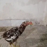 مرغ لاری طاقچه