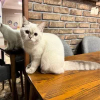 گربه بریتیش ماده خاص|گربه|مشهد, فلسطین|دیوار