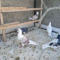 ۵عدد کفتر خوب|پرنده|ابهر, |دیوار