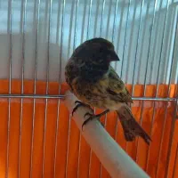 سهره گلبسر قناری فنچ|پرنده|مشهد, شهرک بهارستان|دیوار