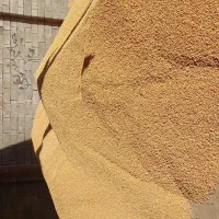 ذرت دامی|عمده‌فروشی|میاندوآب, |دیوار