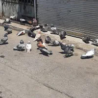 حدود ۳۰ عدد کبوتر انگلیسی نر وماده یکجا