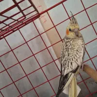 عروس هلندی قیمت مفت ۸۵۰ ماده