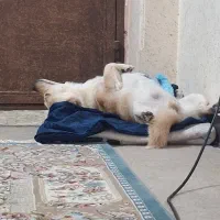 سگ اشپیتز سفید طلایی آجری