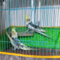 پرنده