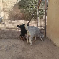 بز و بزغاله